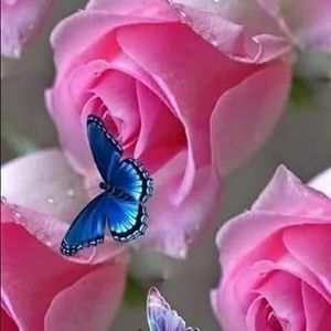 Meet your Posher, Barbara